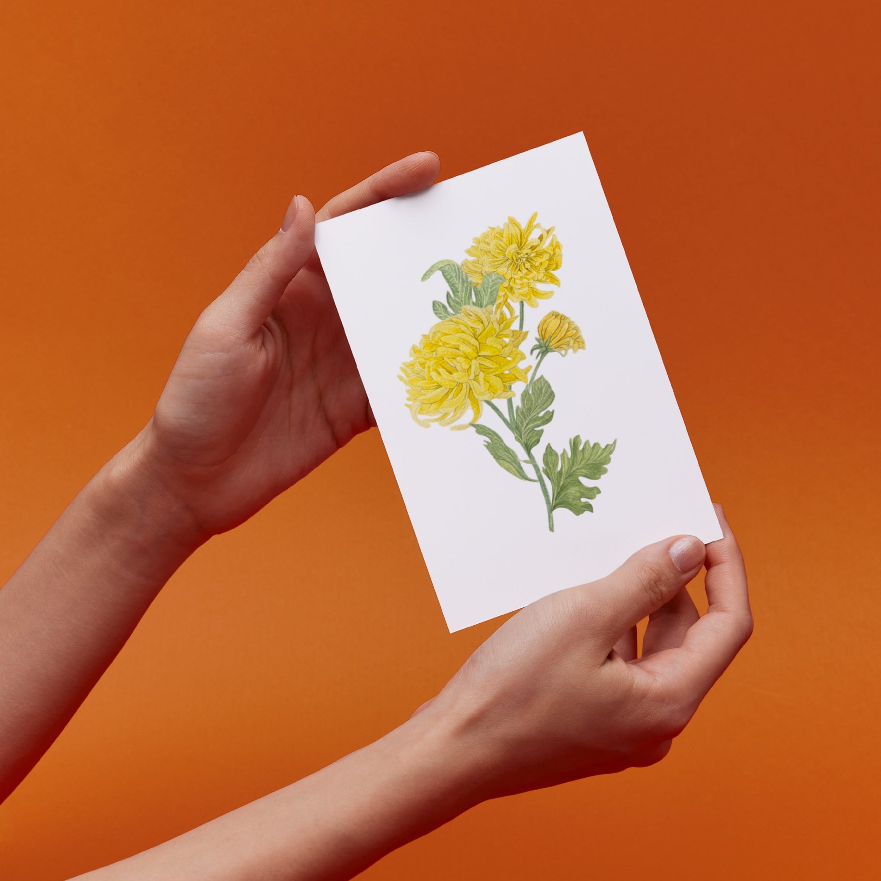 Hands holding a card with an original chrysanthemum illustration 